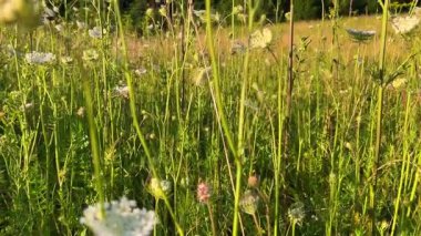 Yabani bitkiler ve çiçeklerle dolu bir çayır, özellikle yaban havucu (Daucus carota).