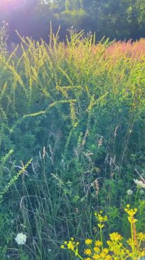 Yabani bitkiler ve çiçeklerle, özellikle de yaban havucu (Daucus carota) ile bir çayır. Dikey video.