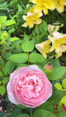 Yaz bahçesinde pembe gül ve sarı zambak tomurcukları. Dikey video.