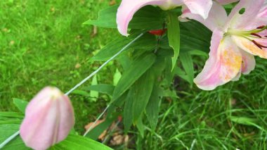 Yaz bahçesinde pembe zambak tomurcukları ve taç yaprakları.