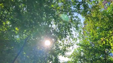 Güneş ışığı, ağaç yapraklarının arasından süzülüyor..