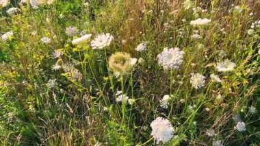 Yabani bitkiler ve çiçeklerle dolu bir çayır, özellikle yaban havucu (Daucus carota).