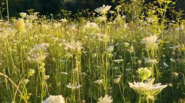Yabani bitkiler ve çiçeklerle dolu bir çayır, özellikle yaban havucu (Daucus carota).