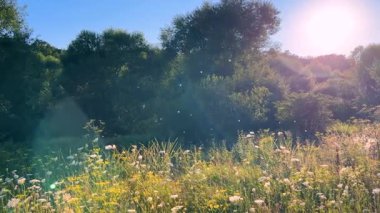 Yabani bitkiler ve çiçeklerle, özellikle de yaban havucu (Daucus carota) ile bir çayır. Bir böcek sürüsü alanın üzerinde daireler çiziyor. Güneş ışınlarının parlaklığı.