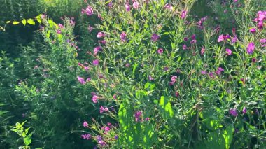 Özellikle yabani bitkiler ve çiçeklerle (Epilobium hirsutum) kaplı bir çayır.).