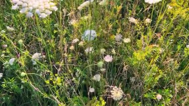 Yabani bitkiler ve çiçeklerle dolu bir çayır, özellikle yaban havucu (Daucus carota).