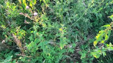 Yaz güneşinde vahşi devedikeni tarlası. Narin mor çiçekler ve kabarık tohum başları rüzgarda hafifçe sallanıyor..