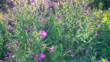 Özellikle yabani bitkiler ve çiçeklerle (Epilobium hirsutum) kaplı bir çayır.).
