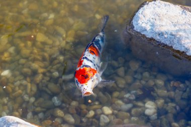 Japonya gölde balık tutuyor