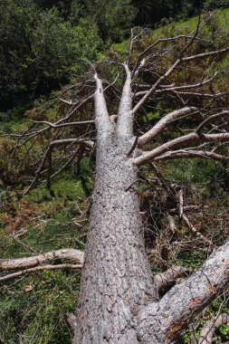 Fırtına yüzünden düşen ağaç Gloria. Güçlü rüzgar ve doğa güçleri tarafından öldürülen ağaç..