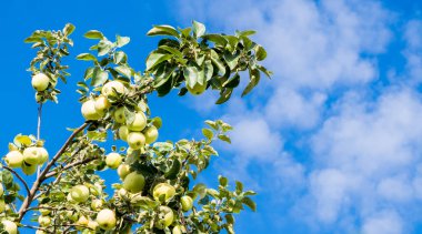 Mavi gökyüzüne karşı hasat etmeye hazır bir ağaç dalında yeşil elmalar. Boşluğu kopyala.