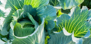 Güneşli bir günde bahçede taze organik baş lahanası