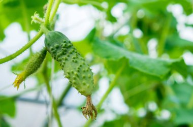 Bahçedeki salatalık yatağı. Boşluğu kopyala