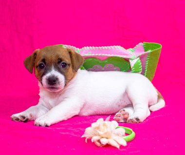 Moda köpeği Jack Russell Terrier kızı elinde bir çiçek ve keçeli çantayla pembe bir yorganın üzerinde yatıyor. Büyüleyici arkaplan