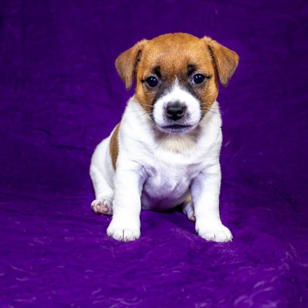 Cachorro Jack Russell Terrier Está Sentado Una Colcha Púrpura — Foto de Stock