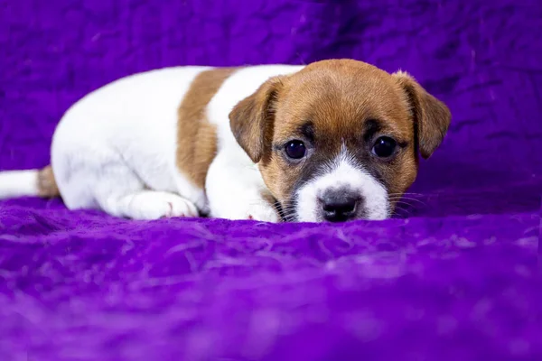 Beautiful Puppy Bitch Jack Russell Terrier Lies Purple Bedspread Violet — ストック写真
