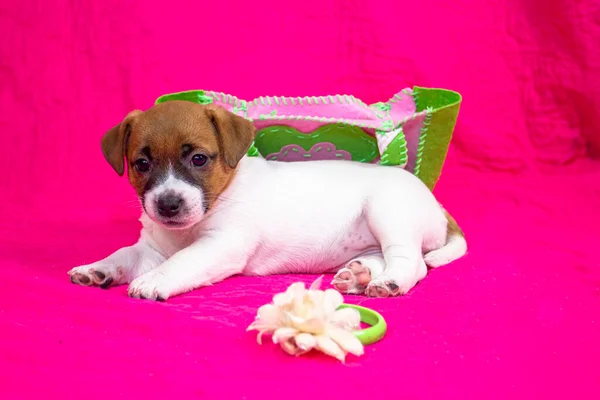Fashionista Puppy Jack Russell Terrier Girl Lies Pink Coverlet Flower — Stock Photo, Image