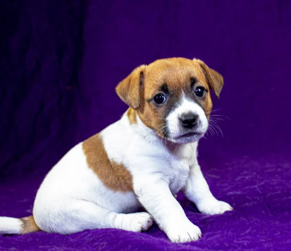 Lindo Cachorro Jack Russell Terrier Sentado Una Colcha Púrpura —  Fotos de Stock