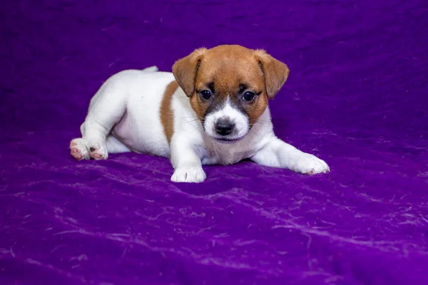 Piccolo Cucciolo Jack Russell Terrier Trova Uno Sfondo Viola — Foto Stock