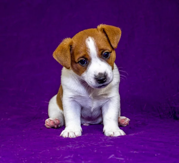 可愛い子犬のジャック ラッセル テリアは紫色の背景に座っています グラマラスな背景 — ストック写真