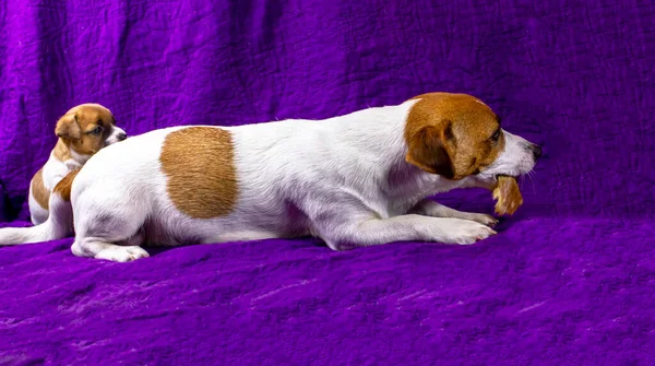 jack russell terrier nibbles a dry tendon and her puppy watches Motherhood