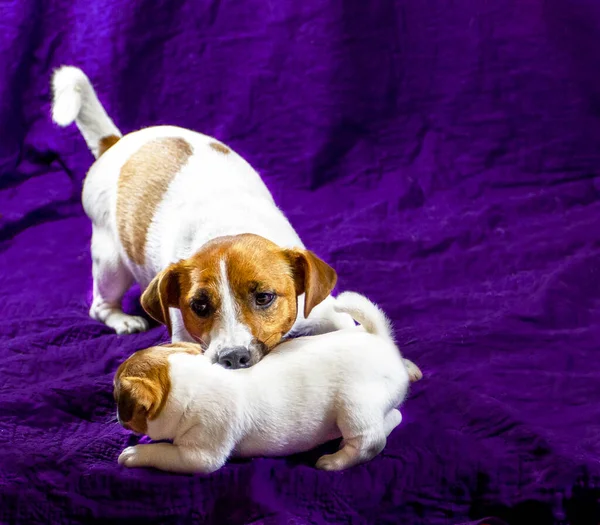 Ammende Kvindelig Jack Russell Terrier Leger Med Sin Hvalp Snuppe - Stock-foto