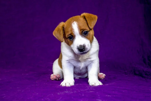 Cute Puppy Jack Russell Terrier Sits Purple Glamorous Background — Φωτογραφία Αρχείου