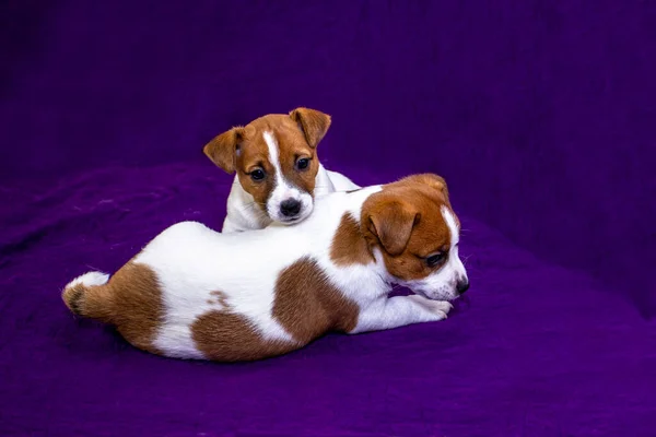 Dois Jack Russell Terrier Jogar Fundo Glamouroso Roxo — Fotografia de Stock