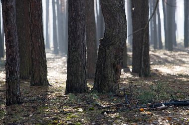 Ağaç gövdeleri sabah
