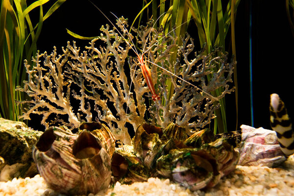 подводный мир кораллы с рыбами
