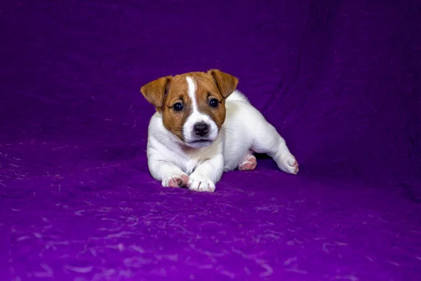 Bonito Filhote Cachorro Jack Russell Terrier Encontra Fundo Glamouroso Roxo — Fotografia de Stock