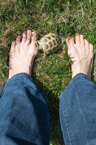 Turtle and legs, land asian turtle on a green lawn with legs, top view