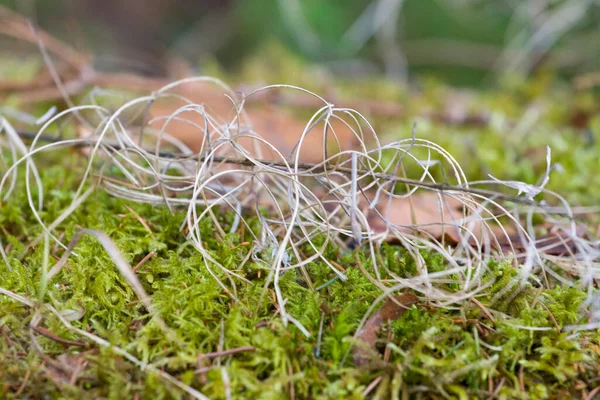 苔の上の草の乾いた刃 — ストック写真