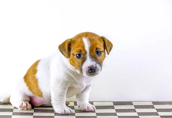 Lindo Cachorro Jack Russell Terrier Sienta Tablero Ajedrez Con Corrientes — Foto de Stock