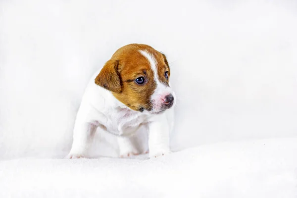 Cute Little Puppy Bitch Jack Russell Stands White Background Four — Foto Stock