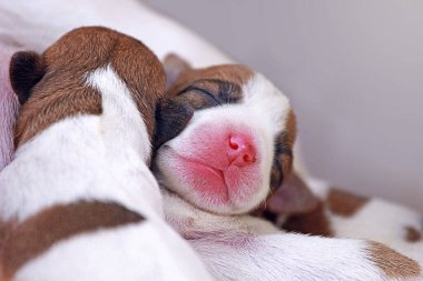 Yeni doğmuş şirin Jack Russell Terrier köpekleri doğal ortamda, yatay formatta