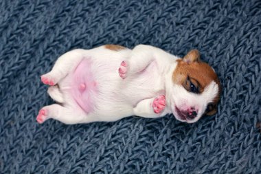 Şirin Jack Russell Terrier köpeği sırtüstü uzanmış, gözleri açık, örülmüş gri bir yatak örtüsü üzerinde.