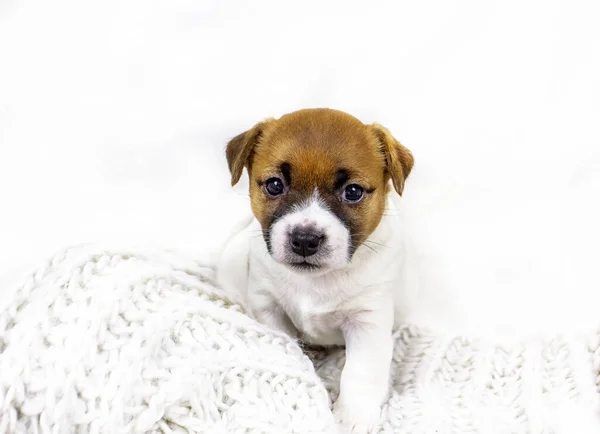 Bonito Jack Russell Terrier Cachorro Sentado Perto Uma Colcha Malha — Fotografia de Stock