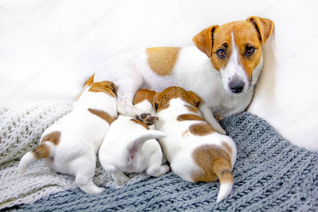 feeding dog Jack Russell Smooth-haired Terrier lies with his puppies, who will wet her on a knitted blanket