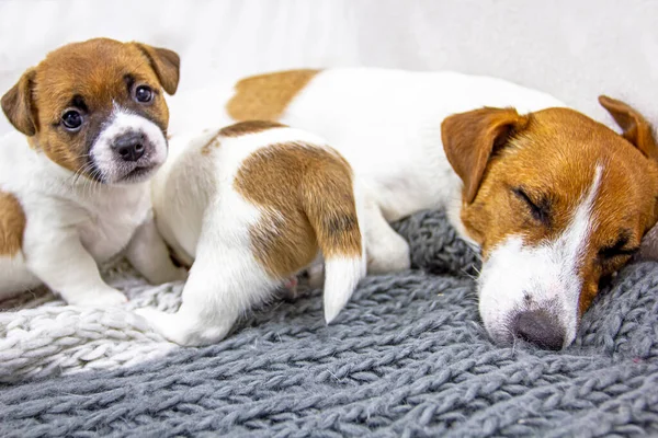 Lindo Jack Russell Terrier Cachorro Sentado Cerca Mamá Dormida Comodidad — Foto de Stock