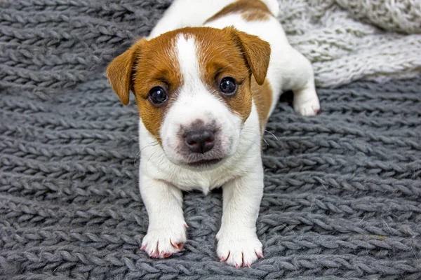 Şirin köpek yavrusu Jack Russell Terrier gri örülmüş bir yatak örtüsünün üzerinde uzanıyor.