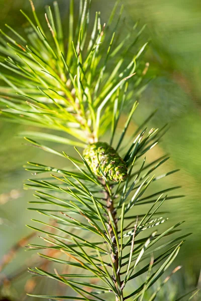 Árvore Natal Com Pinho Cone Fundo Verde Brilhante Borrado Covid — Fotografia de Stock