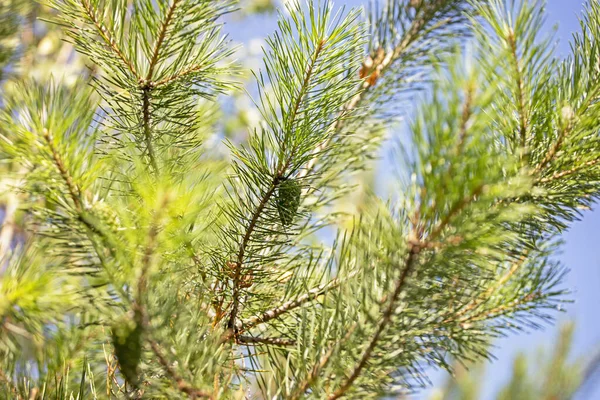 晴れた日の明るい緑の背景に円錐形のクリスマスツリーの枝 Covidからの保護 水平形式 — ストック写真