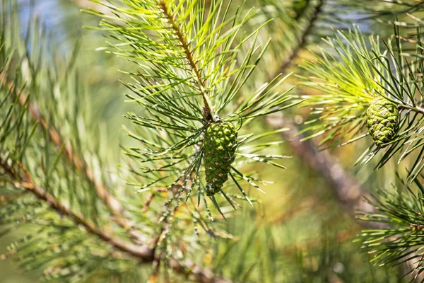 Zweige Weihnachtsbaum Mit Zapfen Auf Unscharfem Hellgrünem Hintergrund Schutz Vor — Stockfoto