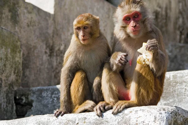 Femelle Indienne Macaque Mange Citron Mâle Est Assis Près — Photo