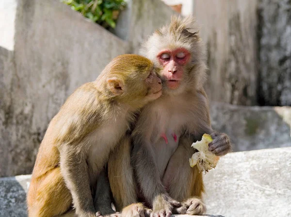 Mâle Indien Macaque Demande Une Tranche Citron Chez Femelle — Photo