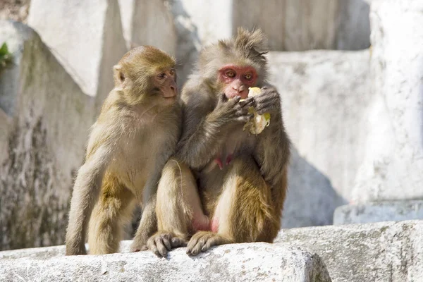 Petits Déjeuners Indiens Macaques Citron — Photo