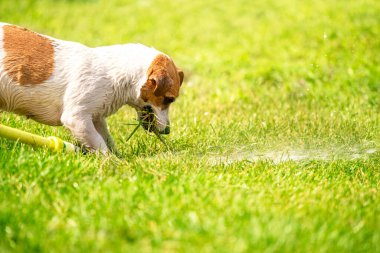 Mutlu Jack Russell Terrier, çimenlikte güneşli bir yaz gününde bahçeyle bahçeyle bahçeyle bahçeyle ve yatayla ilgili bir su akıntısıyla oynuyor.