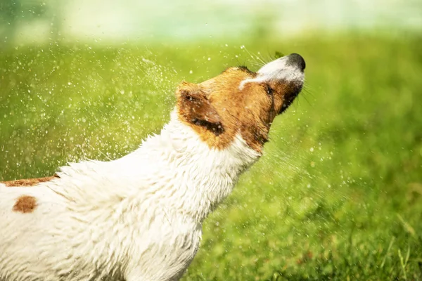 Happy Wet Jack Russell Terrier Shakes Water Summer Sunny Day — Stock Photo, Image