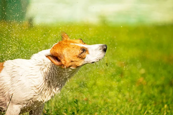 Mutlu Islak Jack Russell Teriyer, güneşli bir yaz günü çimenlikte, bahçıvanlık ve yatay olarak suyu sallar.